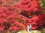 四季の里 もみじ谷園の紅葉にうっとり、広島県府中市で