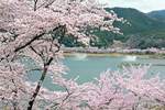 土師ダム のどごえ公園、満開の桜が圧巻！約6000本が咲き誇る 