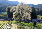 小奴可の要害桜、庄原市に県内有数の巨大エドヒガン