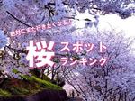 【編集部が本気で選んだ】広島の桜スポットランキング、ベスト10！