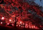 廿日市・住吉堤防敷の夜桜が満開で見ごろ