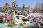 ちゅーピーパークの桜、宮島の対岸で桜が満開！