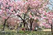 広島造幣局 花のまわりみち（通り抜け）59種の八重桜が咲き乱れ