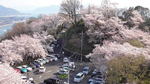 黄金山の桜、広島市街地と島々見渡す絶景ビュー