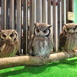 広島で動物と触れ合いたいっ！広島の癒しスポットまとめ