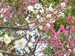 八木梅林公園、開花で春を告げる広島市の梅林公園