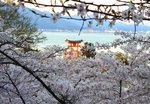 宮島の桜が満開、多宝塔 周辺の景色が美しい夕暮れの風景