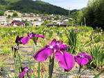 向原花しょうぶ園、安芸高田市の「町の花」90種が鮮やかに
