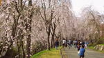 美しきシダレザクラの並木道、世羅甲山ふれあいの里 桜まつり2020