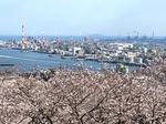大竹市・亀居公園の桜が満開！城跡からの展望が気持ちいい桜スポット