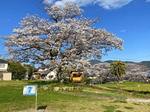 桜と緑が爽やかな、宮浜温泉グラウンドゴルフ場の春の風景