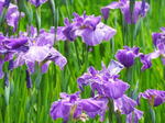ハナショウブ・アジサイまつり、広島市植物公園の美しい花で癒されて