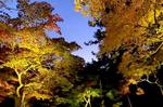 宮島・紅葉谷公園で初ライトアップ、カラフルに浮かび上がる紅葉みごろ