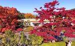 広島県緑化センターの紅葉、艶やかに色づき見頃へ！県下最大級オオモミジも