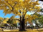福山市 素盞嗚神社のイチョウ、歴史と秋を感じさせる見事な大樹