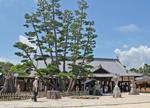 宮島の天然記念物「大願寺の九本松」が、松くい虫被害で4本伐採へ