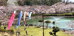 府中公園の桜、満開で見頃へ！池を包むようにサクラ咲く癒しの公園