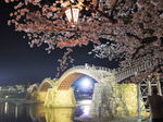 錦帯橋と桜同時ライトアップ、時間ごとに色も変化