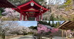 御調八幡宮を彩る春のしだれ桜、三原・やはた川自然公園で