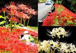 広島県最大級！堂々公園の彼岸花、砂留群周辺が華やぐ福山市神辺・秋の風景