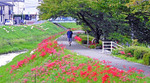 お散歩道を彩るヒガンバナ、広島市西区・新庄公園そばで