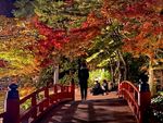 宮島で紅葉のライトアップ、期間限定で開催