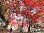 憩いの森公園「もみじ谷」の紅葉がみごろ、カラフルに美しく染まる風景