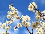 万汐梅林で花見まつり2022、春の絶景求めゆったりさんぽ
