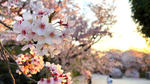 江波山公園の桜が満開、ここだけの珍しい「ヒロシマエバヤマザクラ」も