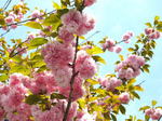 広島造幣局の桜「花のまわりみち2022」7日間限定で開放！