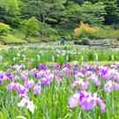 上下あやめまつり、矢野温泉公園四季の里で10万本のアヤメ広がる初夏の風景