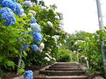 府中市 神宮寺であじさい祭り開催、80種3000株が咲き誇る初夏の風景