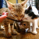 本通りの保護猫カフェ「廣島ねこ奉行」触れ合えて、譲渡・里親にもなれる！
