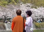 広島・平和公園の桜がみごろ、マスク規制のない開放的なお花見 4年ぶり