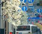 広島・中央通りで、ハクモクレンが鈴なり満開