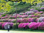 竜王公園（広島市西区）のツツジが華やか、高台から春の風景 楽しんで