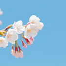 ついに広島も桜開花宣言、2024年は寒の戻りで予想より遅く
