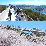 尾道・千光寺公園が桜のライトアップ開始、交通規制やシャトルバス・ロープウェイ延長運行も