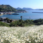 青い空と海に映える！因島の除虫菊、5月はまつり開催も