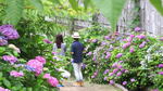 5000株の紫陽花と風鈴で涼やかに、広島市 観音寺であじさい祭り