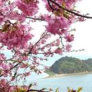 大芝島の河津桜が満開、東広島市でハート島がピンクに包まれる春