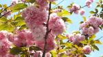 広島 造幣局の桜「花のまわりみち2025」わずか7日間 八重桜の園へ