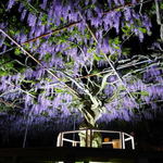 8日間限定！ふじライトアップ、GWならではの夜の花の楽しみ方