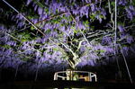 8日間限定！ふじライトアップ、GWならではの夜の花の楽しみ方
