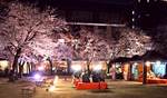 縮景園の夜桜が美しい、大人のデートに最適な夜のお花見