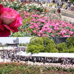 ばら祭りに手嶌葵、かりゆし58登場！豪華ステージに、ランタンリリース企画も