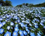 ネモフィラ・ビオラ・桜ナデシコなど、広島の県北で春の花がみごろ！