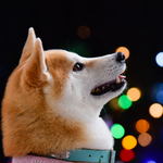 広島ドッグフェスタ2025 サマーナイト、愛犬と楽しむ夏イベント