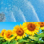 広島市植物公園サマーフェア2025開催、水遊び・涼しい屋内・ヒマワリも見ごろに！