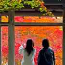 三景園もみじまつりスタート、ライトアップ夜間開園も